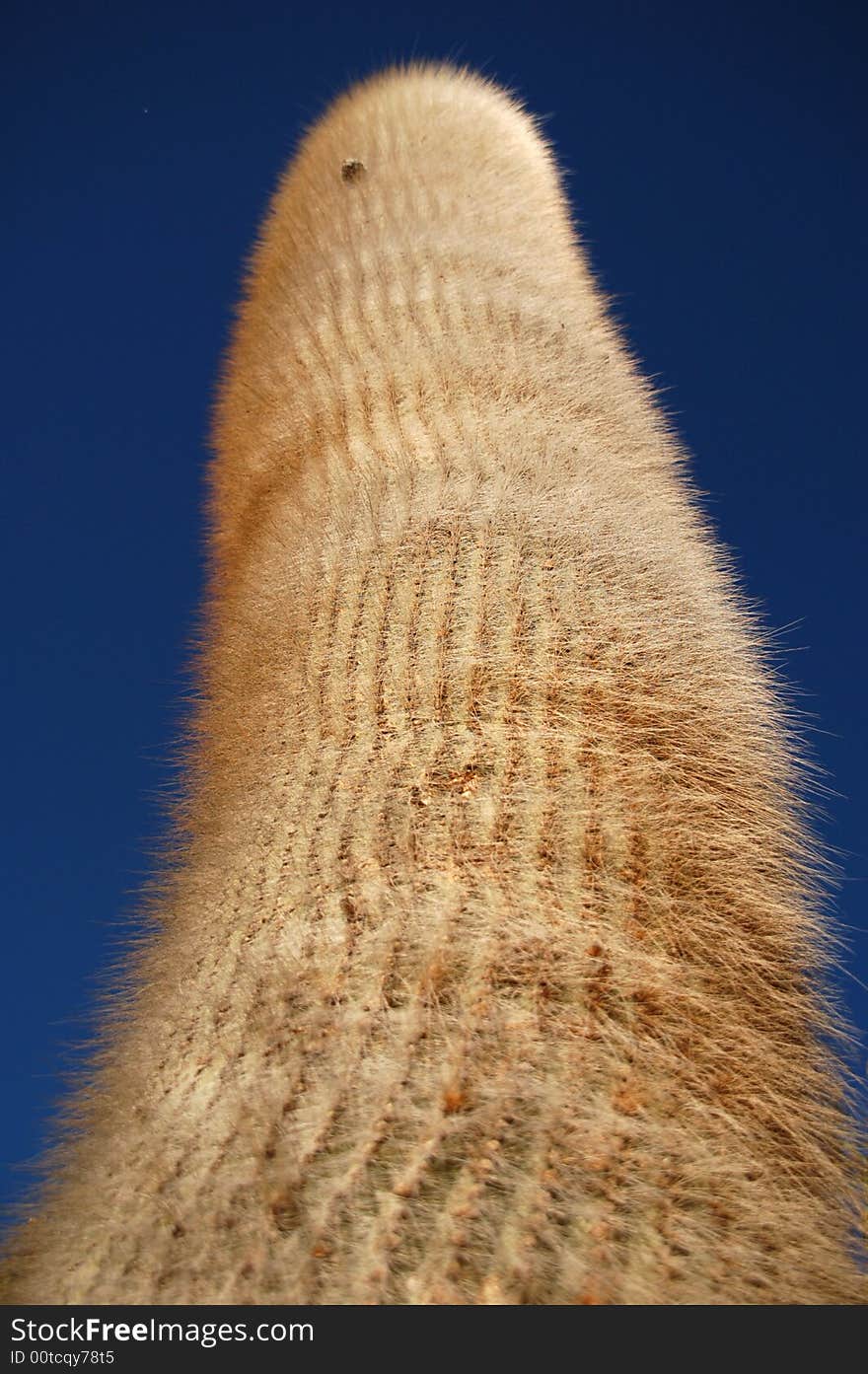 Massive cardon cactus in northwestern argentine drylands. Massive cardon cactus in northwestern argentine drylands