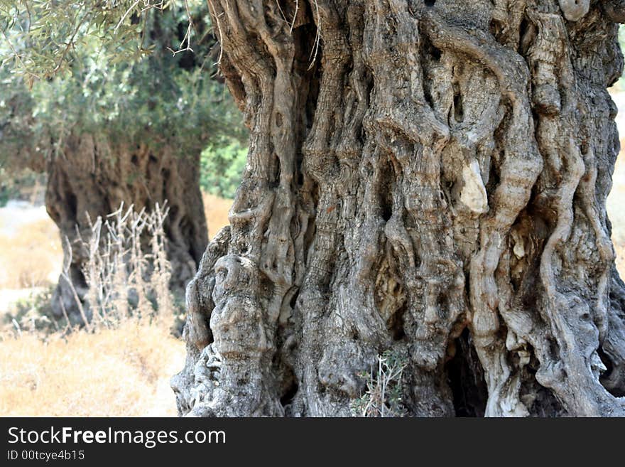 Old trunk