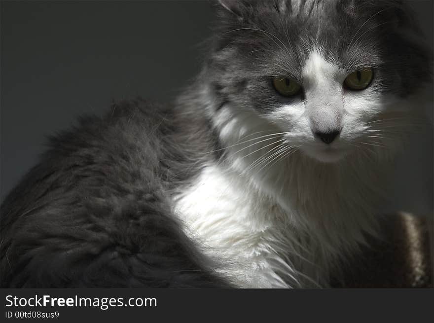 Gray & White Cat standing in the sunlight