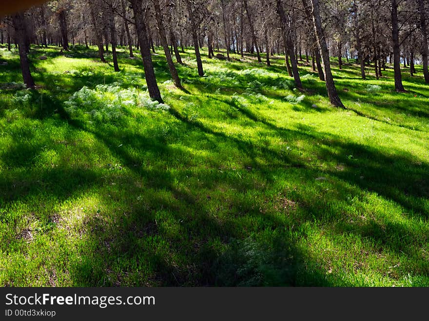 Shadows on the grass at the forest