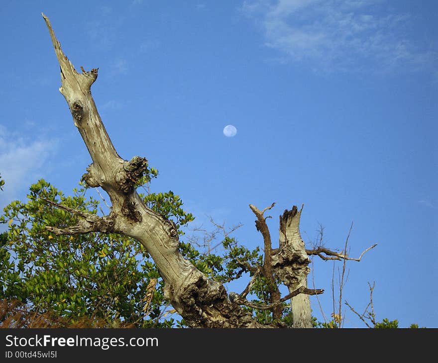 Moon Over Mangrove & Sea Oats