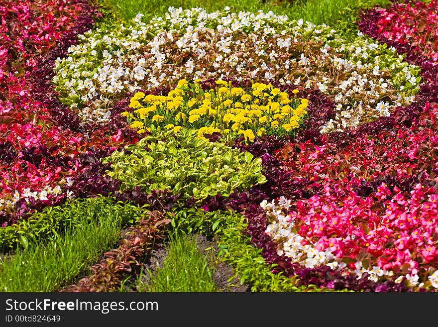 Design of different color flowers, natural background. Design of different color flowers, natural background