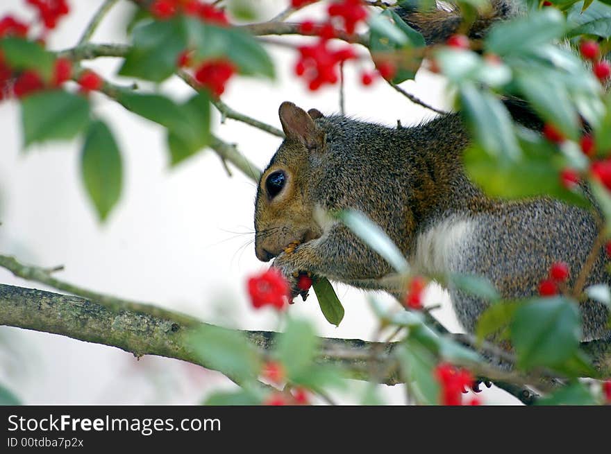 A cute squirrel eating lunch. A cute squirrel eating lunch