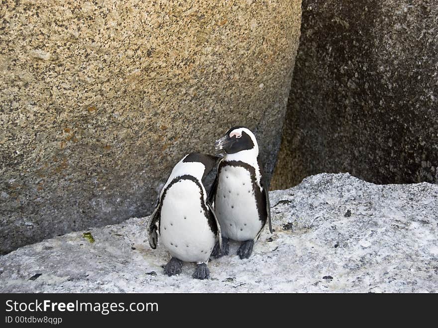 African Penguin - Spheniscus demersus.
A full grown African penguin, also known as a Jackass penguin because of their mating sound. Picture taken in Simons Town, Western Cape in South Africa. African Penguin - Spheniscus demersus.
A full grown African penguin, also known as a Jackass penguin because of their mating sound. Picture taken in Simons Town, Western Cape in South Africa.