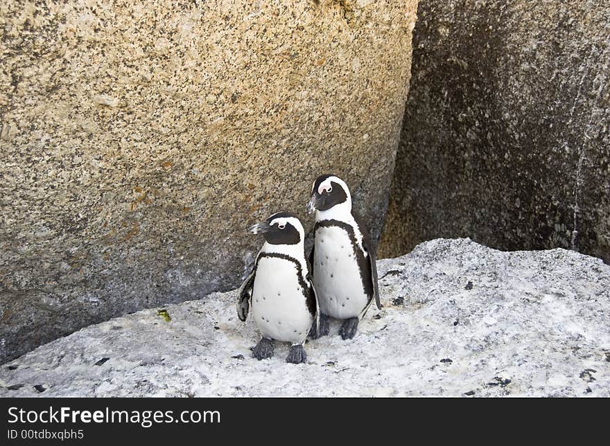 African Penguin - Spheniscus demersus.
A full grown African penguin, also known as a Jackass penguin because of their mating sound. Picture taken in Simons Town, Western Cape in South Africa. African Penguin - Spheniscus demersus.
A full grown African penguin, also known as a Jackass penguin because of their mating sound. Picture taken in Simons Town, Western Cape in South Africa.