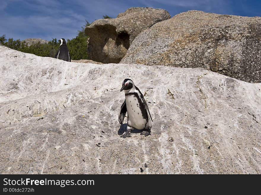 The African Penguin (Spheniscus demersus), also known as the Blackfooted Penguin (and formerly as the Jackass Penguin), is found on the south-western coast of Africa, living in colonies on 24 islands between Namibia and Algoa Bay, near Port Elizabeth, South Africa, with the largest colony on Dyer Island, near Kleinbaai. Two colonies were established by penguins in the 1980s on the mainland near Cape Town at Boulders Beach near Simon's Town and Stony Point in Betty's Bay. Mainland colonies probably only became possible in recent times due to the reduction of predator numbers, although the Betty's Bay colony has been attacked by leopards. The only other mainland colony is in Namibia, but it is not known when this was established. The African Penguin (Spheniscus demersus), also known as the Blackfooted Penguin (and formerly as the Jackass Penguin), is found on the south-western coast of Africa, living in colonies on 24 islands between Namibia and Algoa Bay, near Port Elizabeth, South Africa, with the largest colony on Dyer Island, near Kleinbaai. Two colonies were established by penguins in the 1980s on the mainland near Cape Town at Boulders Beach near Simon's Town and Stony Point in Betty's Bay. Mainland colonies probably only became possible in recent times due to the reduction of predator numbers, although the Betty's Bay colony has been attacked by leopards. The only other mainland colony is in Namibia, but it is not known when this was established.