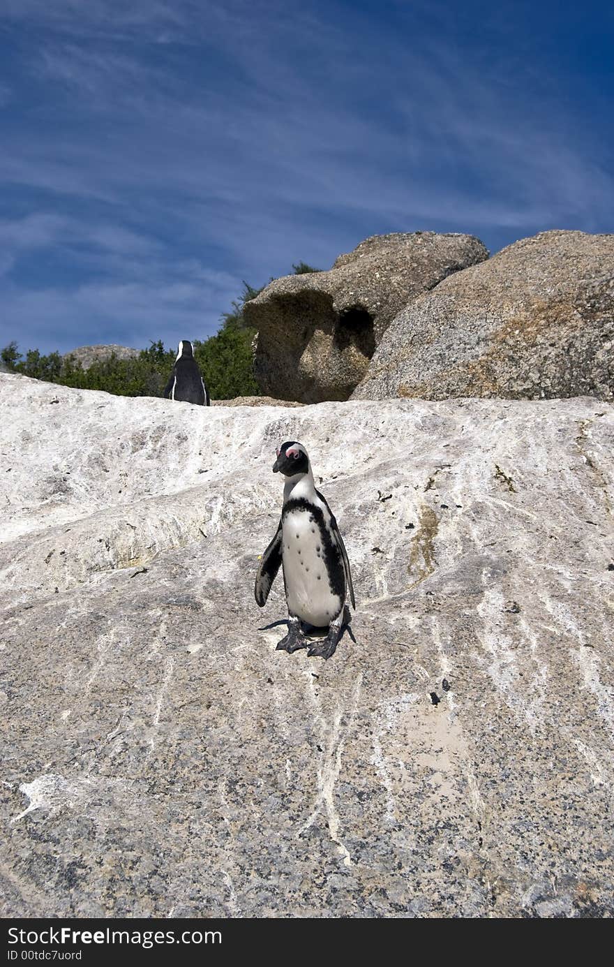 African penguins on rock