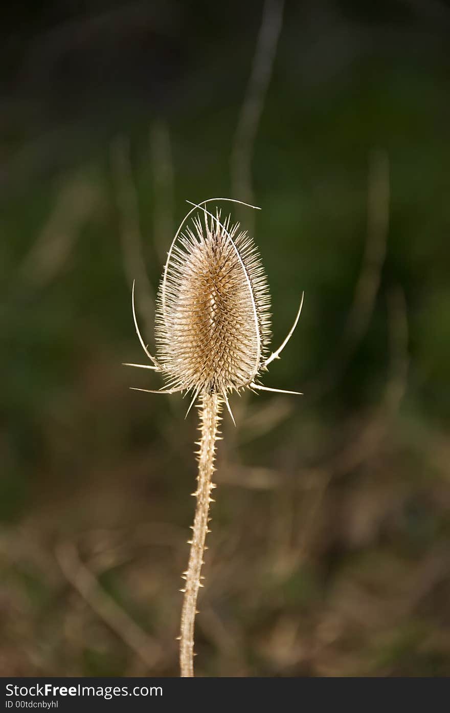 Thistle with blur background in the Netherlands