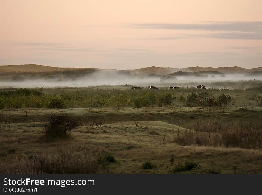 Cows in morning fog