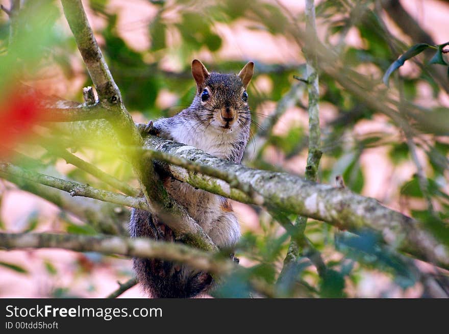 Surprised squirrel on a tree. Surprised squirrel on a tree