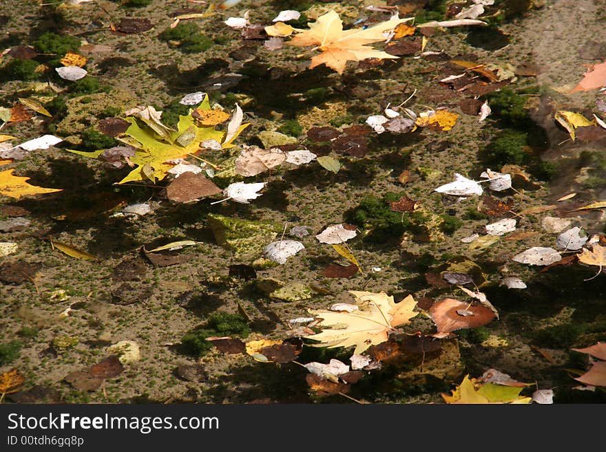 Autumn leaves floating on water