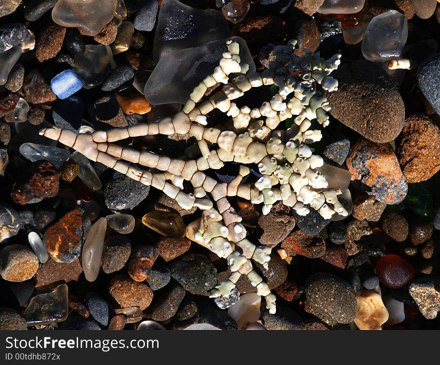 Coral on the beach