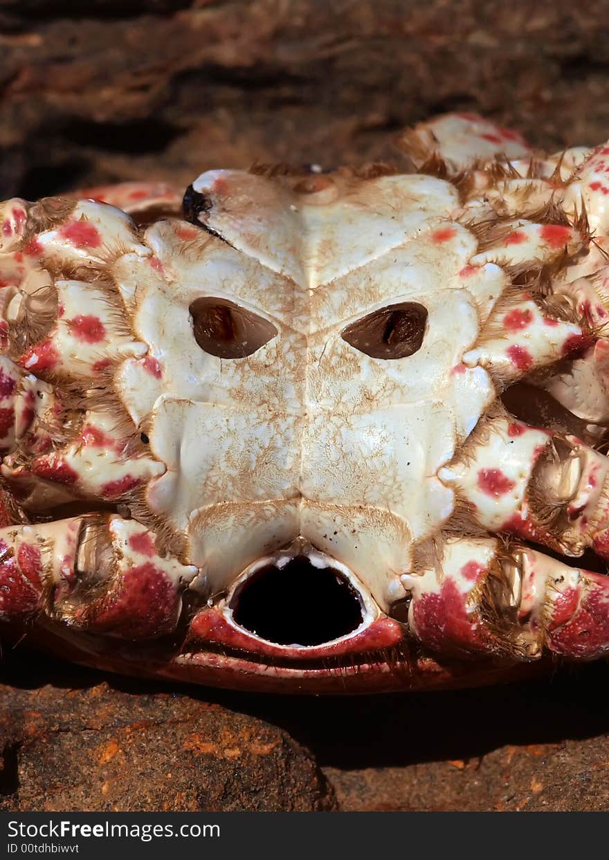 Crab exoskeleton bottom view that resembles a face. Crab exoskeleton bottom view that resembles a face