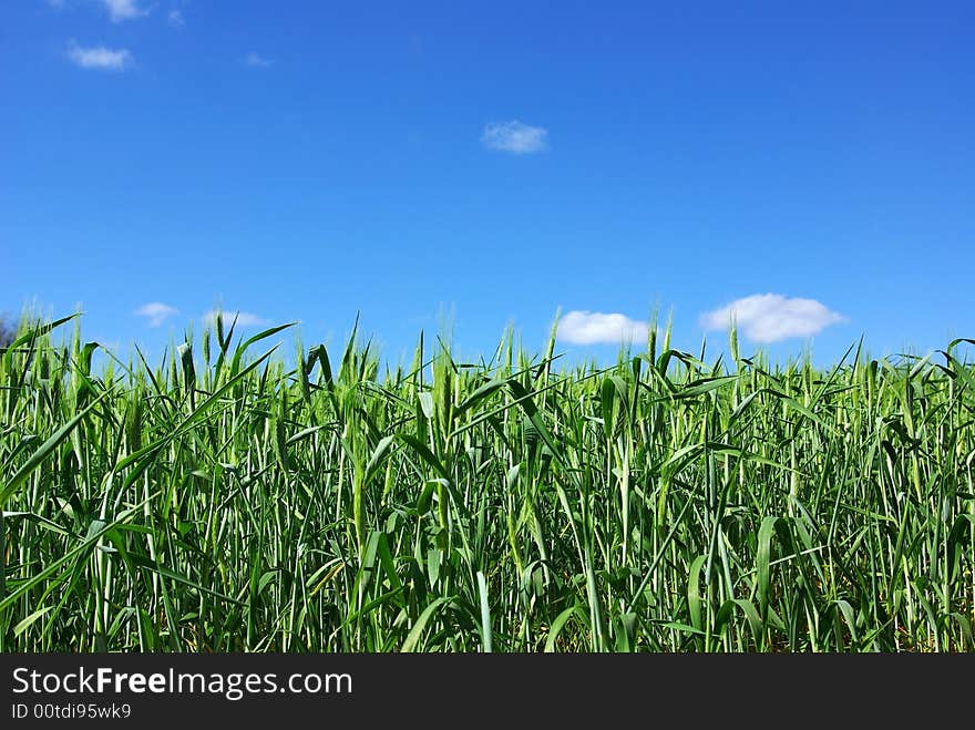 Field of green wheat with blue sky and some clouds. Field of green wheat with blue sky and some clouds.