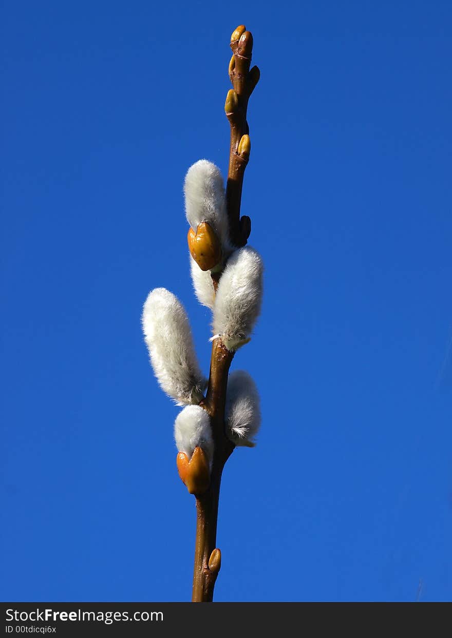 Macro pussy willow