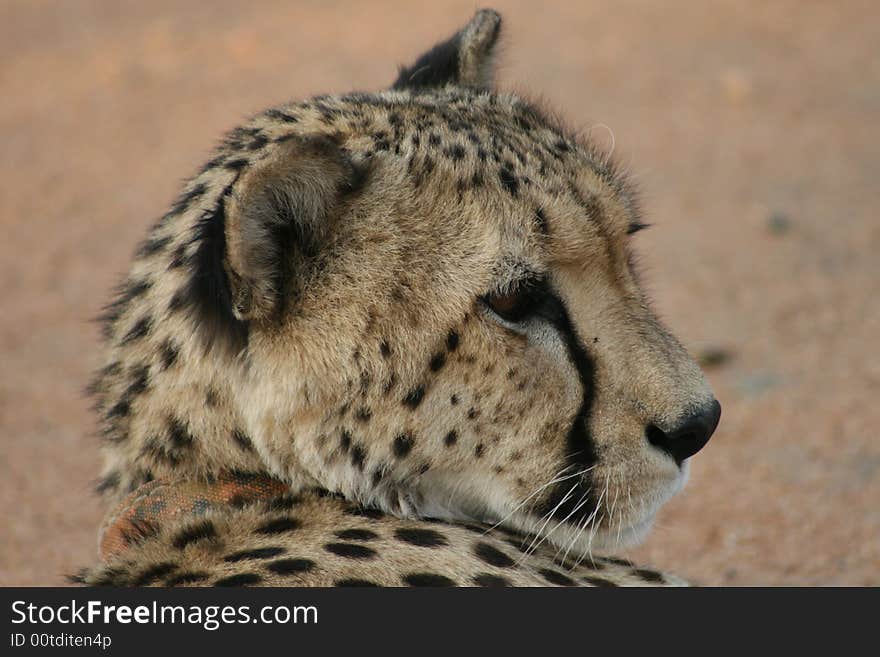 Young cheetah seen in a small private reserve near Kruger national park south Africa