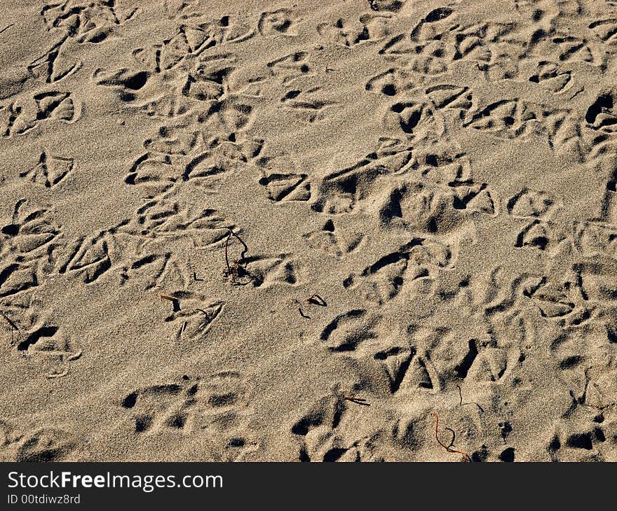 Seagull tracks in beach sand of California beach