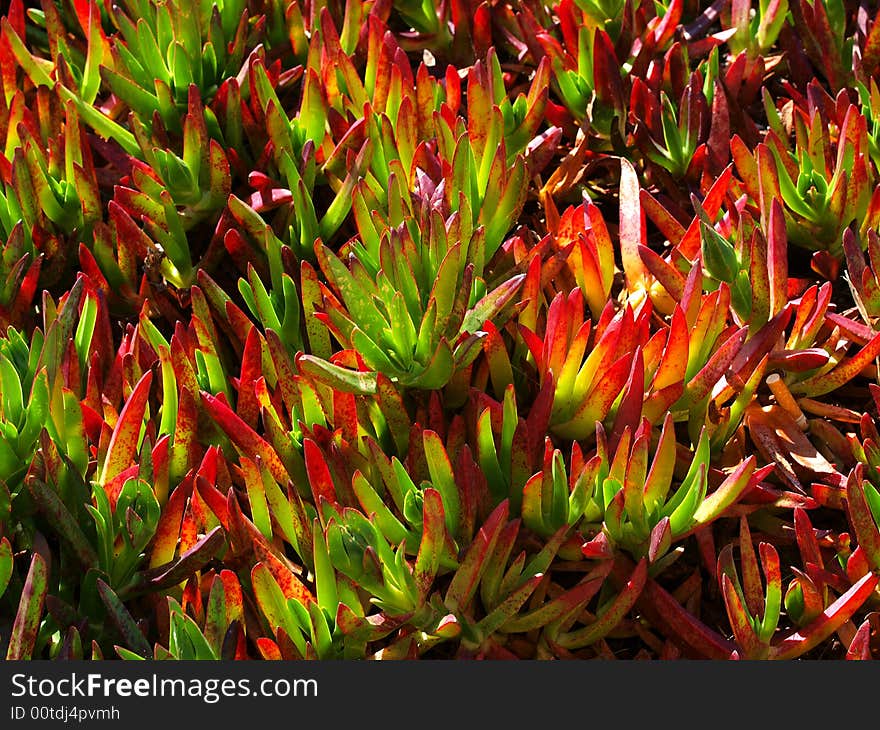 Detail of plant and leaves on a hillside. Detail of plant and leaves on a hillside