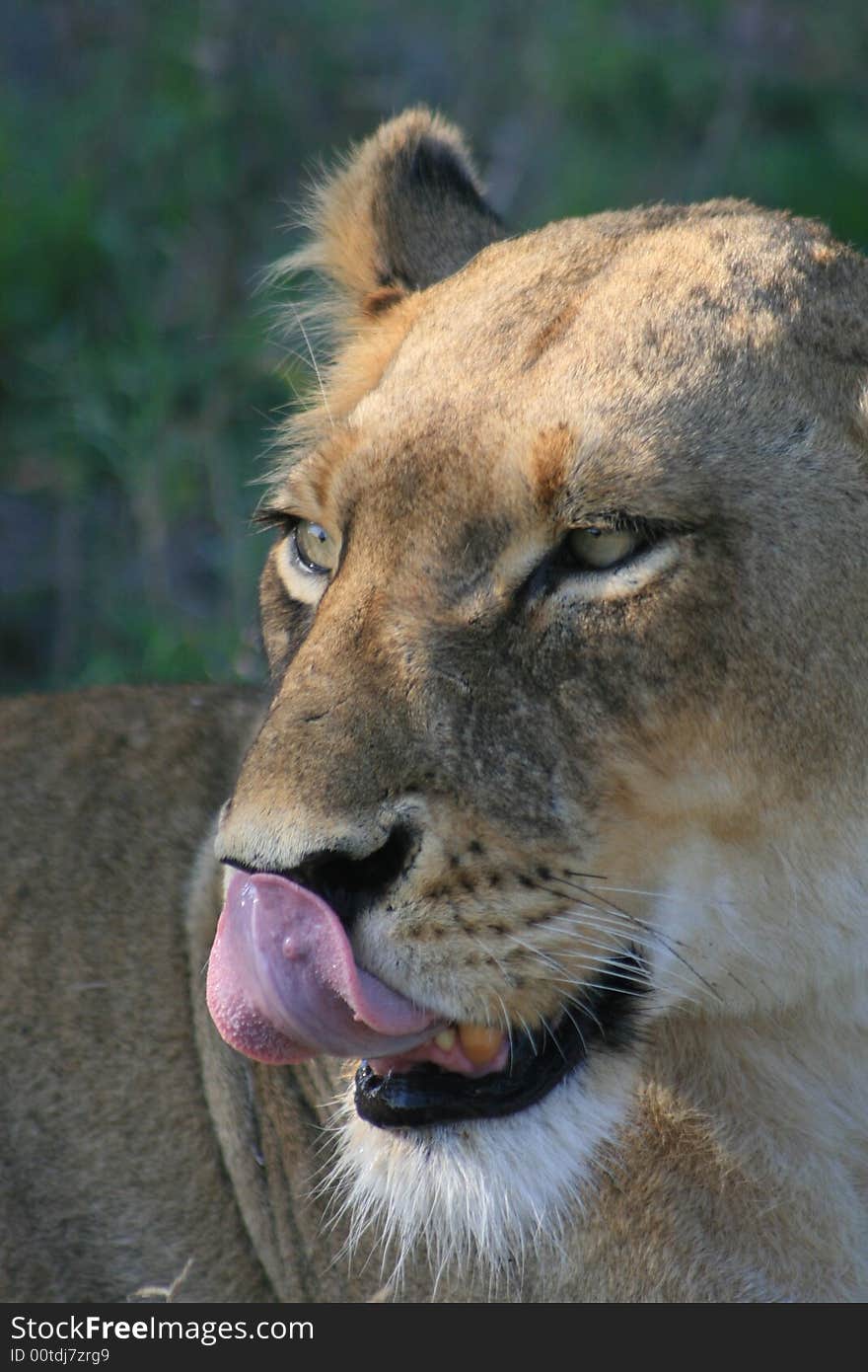 Lioness Licking Her Lips