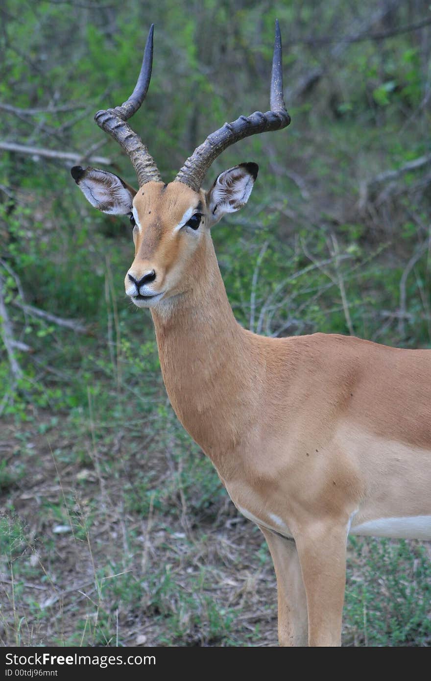 Impala male seen in kruger national park. Impala male seen in kruger national park