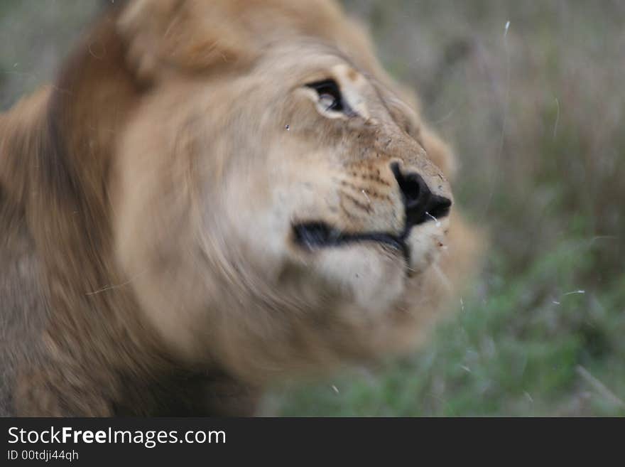 Male lion shaking his head motion captured Kruger national park South Africa large yawn