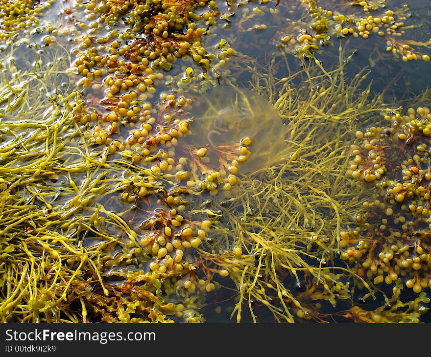 Jellyfish amidst seaweed