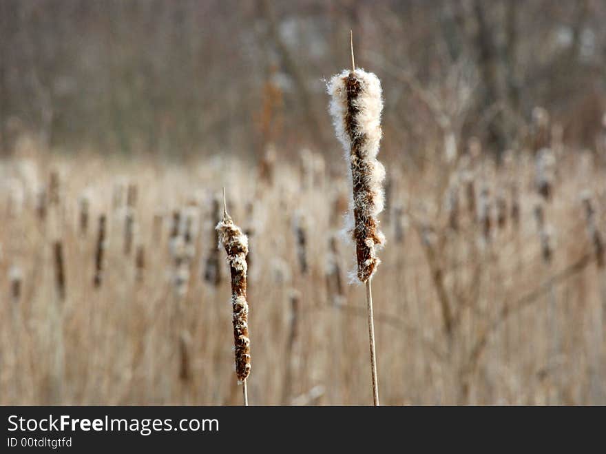 The final stage of a withering cattail. The final stage of a withering cattail.