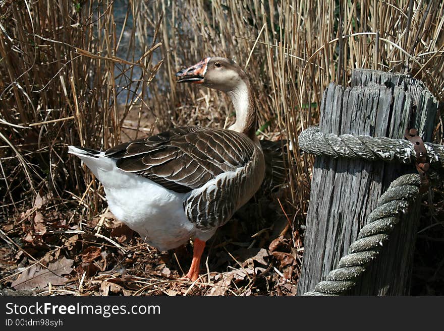 Father Goose