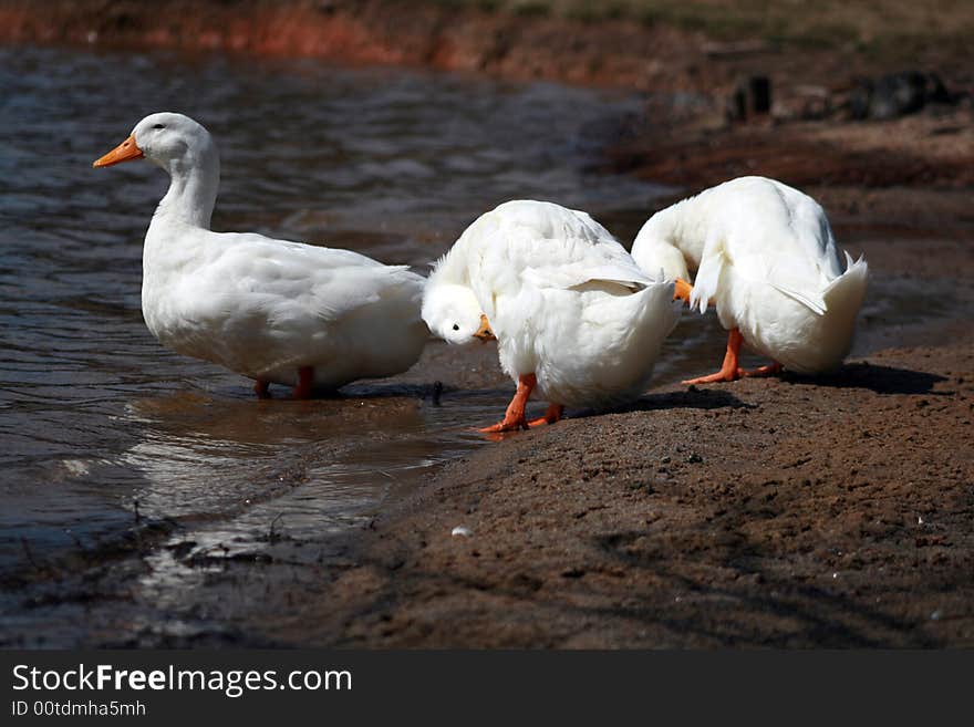 White Ducks