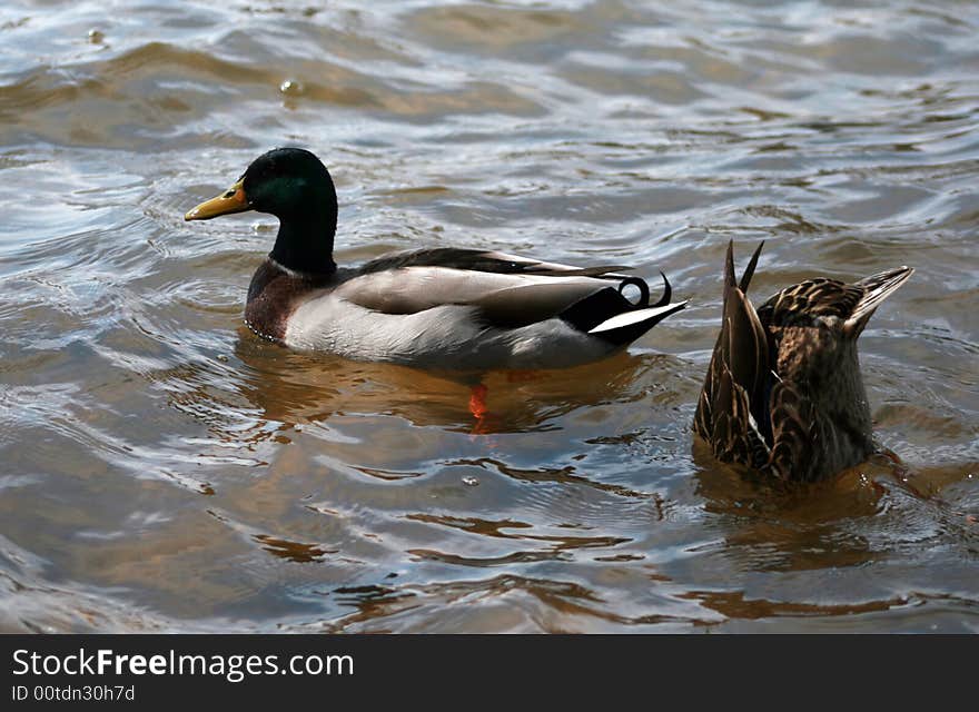 Mallard duck swimming and brown duck diving in water. Mallard duck swimming and brown duck diving in water