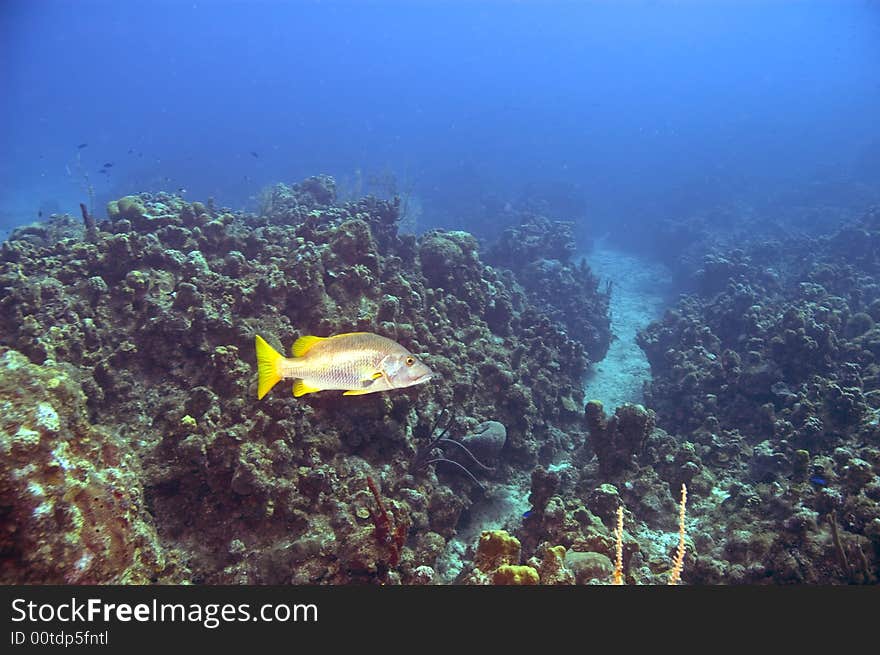 Schoolmaster snapper and coral