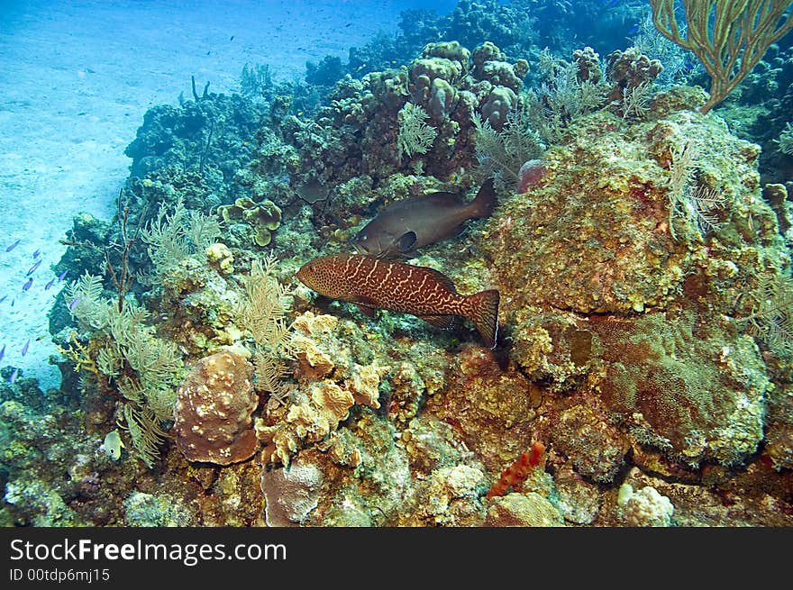 Large expanse of colorful coral with black and tiger groupers in caribbean ocean. Large expanse of colorful coral with black and tiger groupers in caribbean ocean