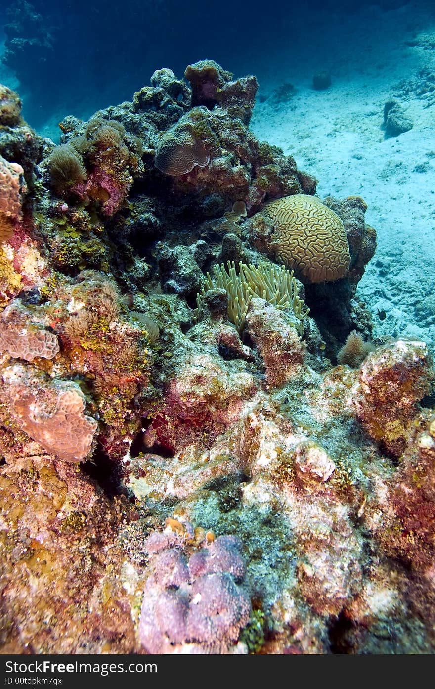 Colorful coral and anemone