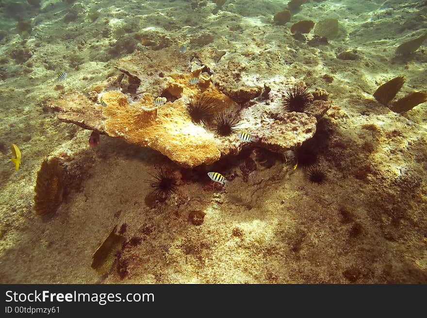 Sergeant major damselfish and black spiny urchins on coral in caribbean sea near roatan. Sergeant major damselfish and black spiny urchins on coral in caribbean sea near roatan