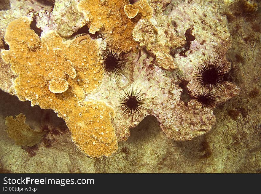 Black spiny urchins and coral