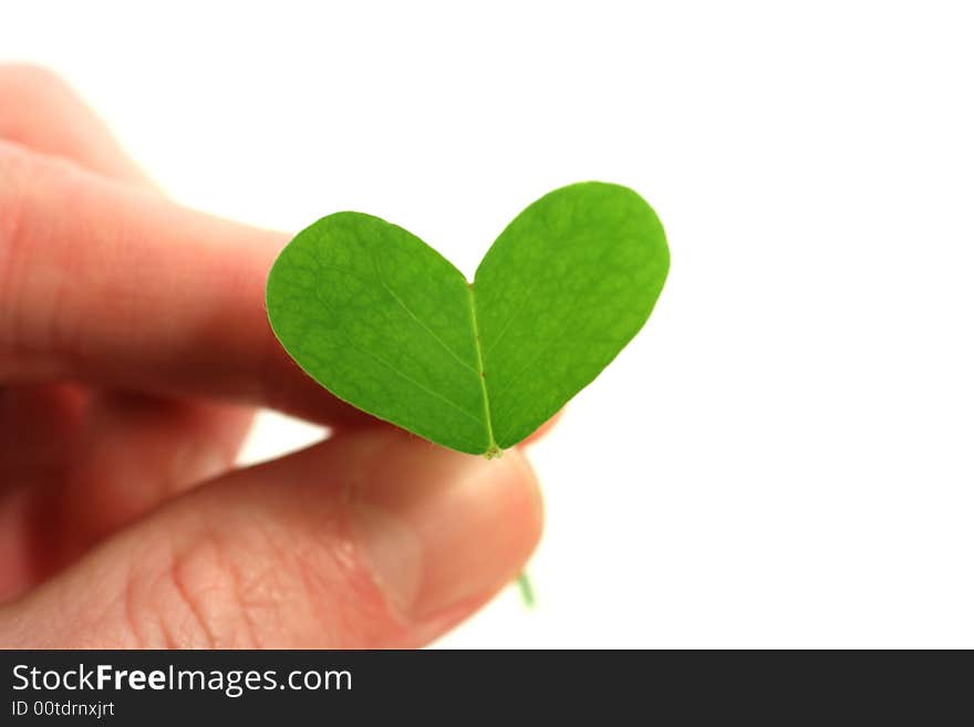 Fingers holding a clover heart on a white background. Fingers holding a clover heart on a white background