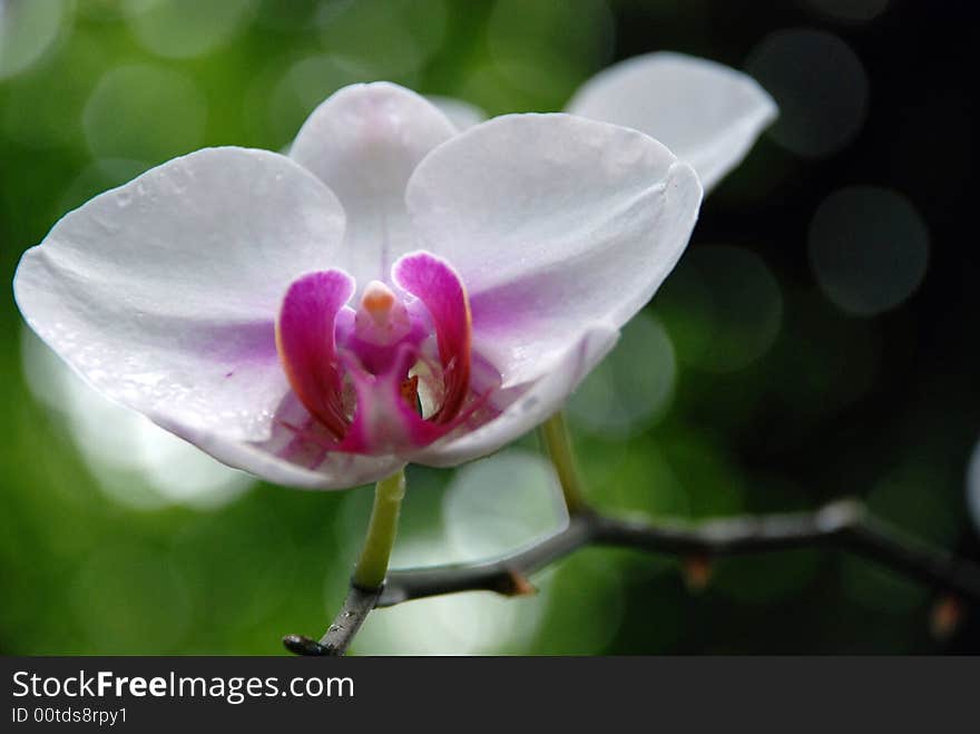 White Orchid flower