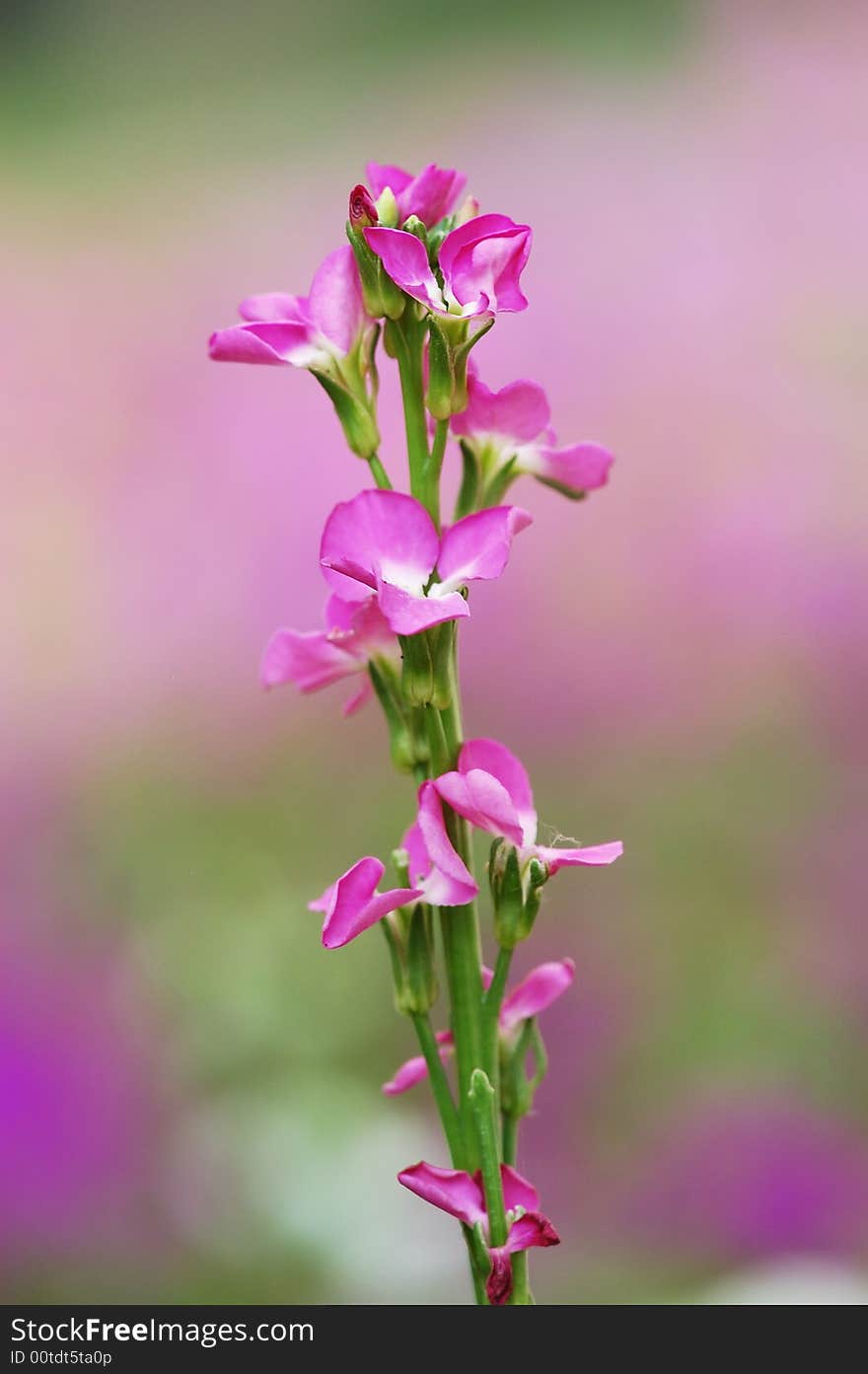 Inflorescence