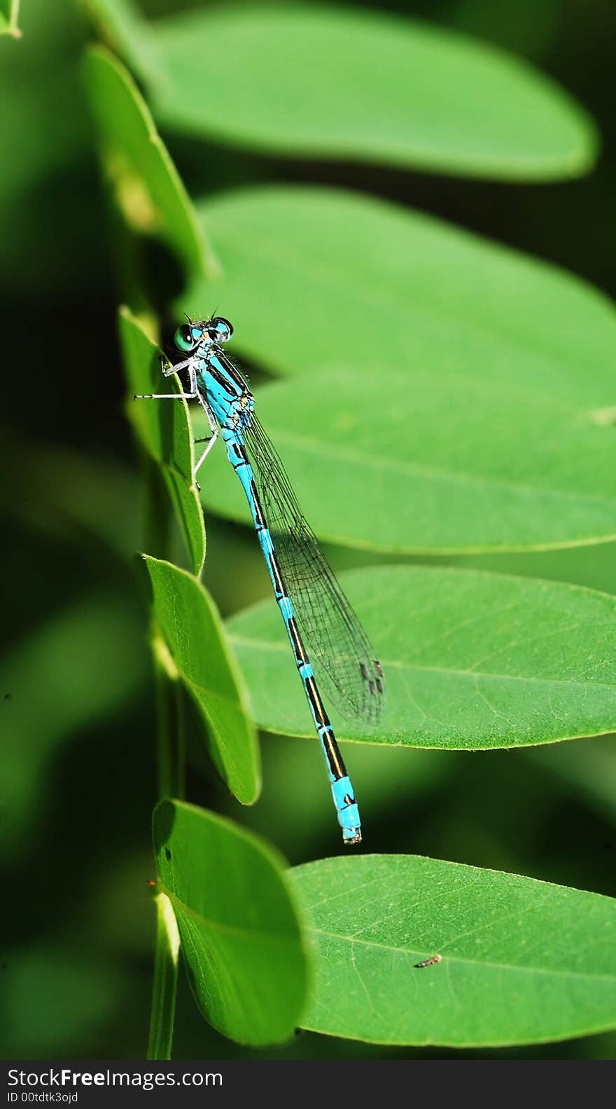 A blue damselflies rest on green leaves. A blue damselflies rest on green leaves.