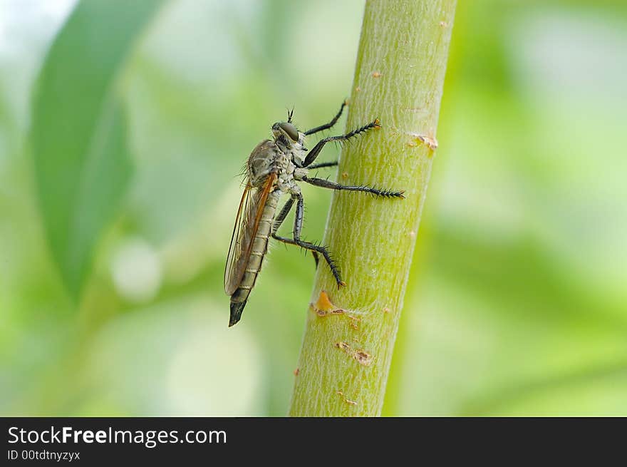 Robber-fly