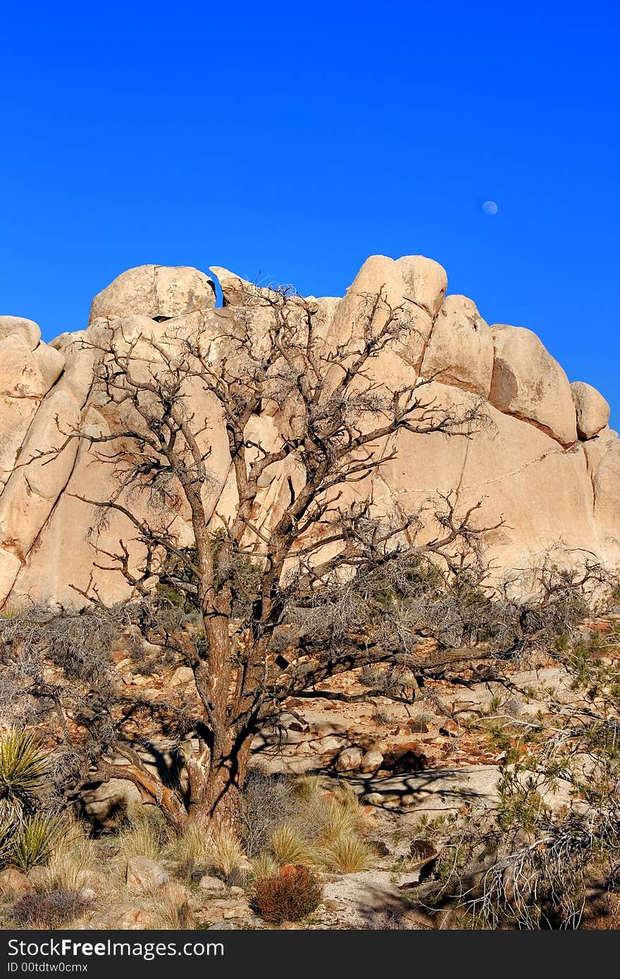 Portrait of a tree, rocks, and the moon at the Joshua Tree National Park in California. Portrait of a tree, rocks, and the moon at the Joshua Tree National Park in California.