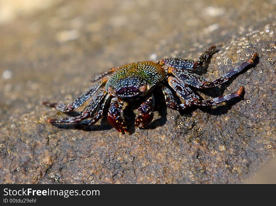 Flat, dark, speckled crab on a rocky surface. Flat, dark, speckled crab on a rocky surface