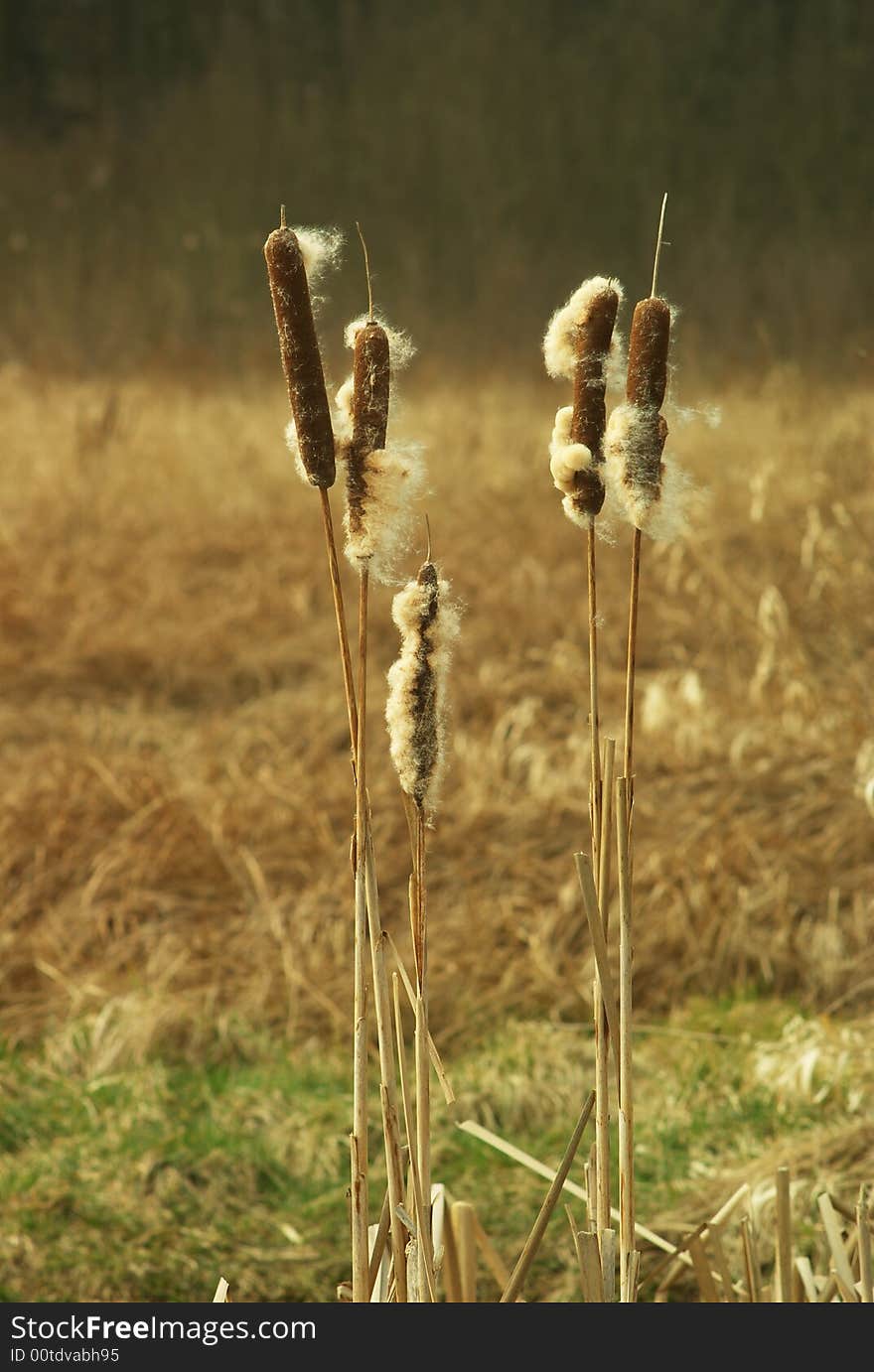 Common Bulrush Flower