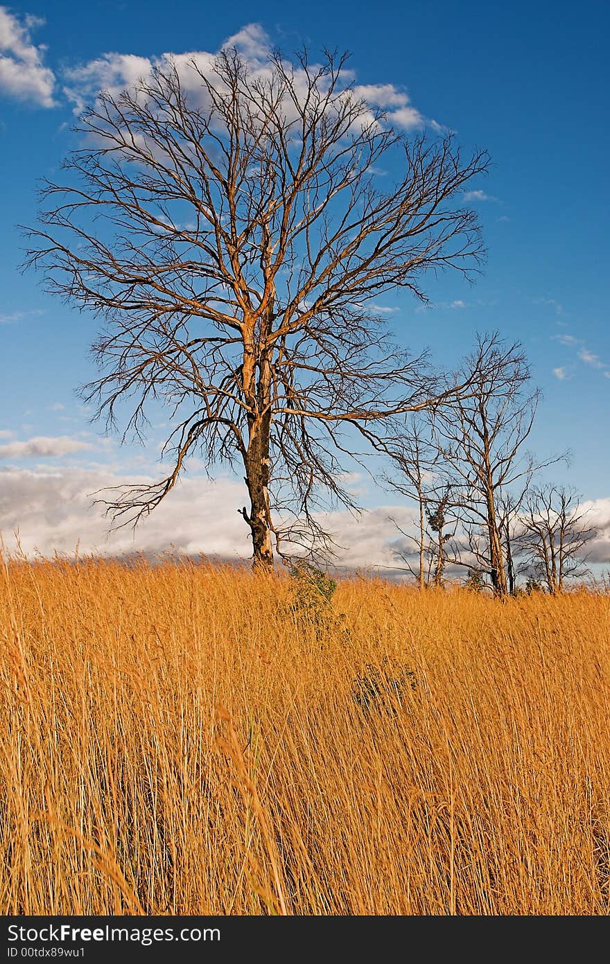 Bare trees in grassland