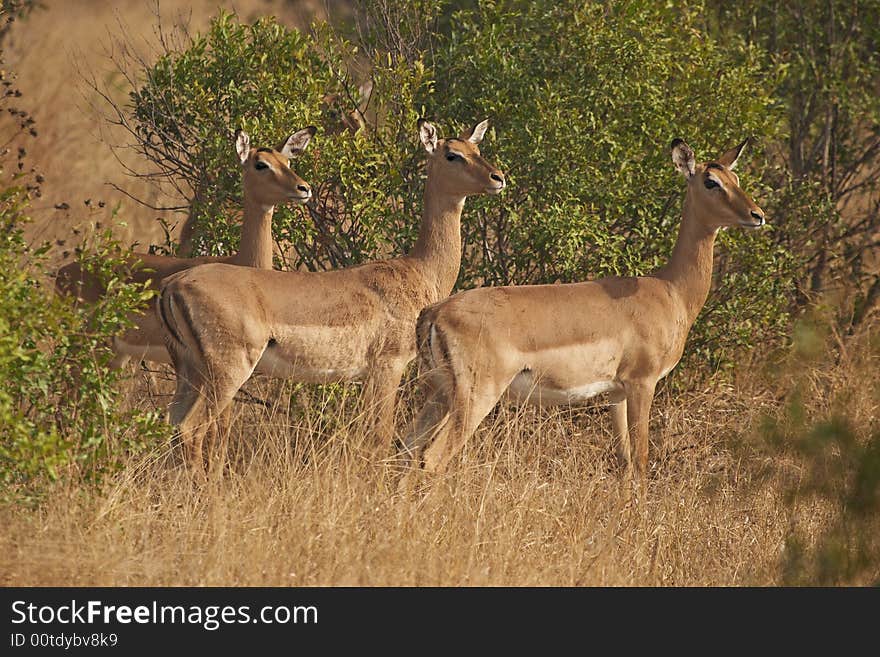 Three Impala Ewes In Bushveld