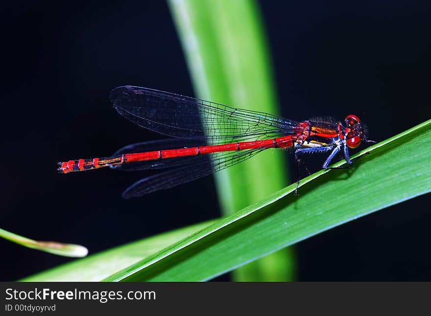 Dragon fly rest on plant in field