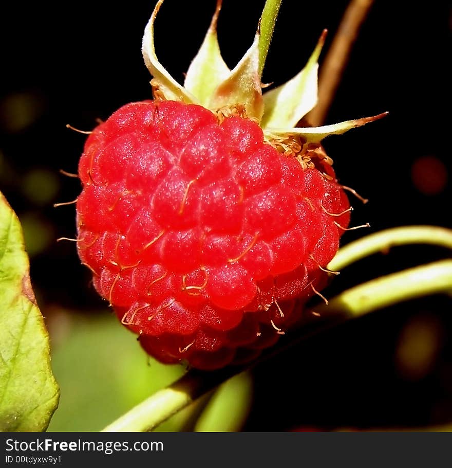 Raspberry