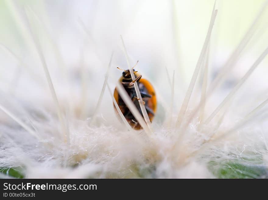 Ladybug in cactus