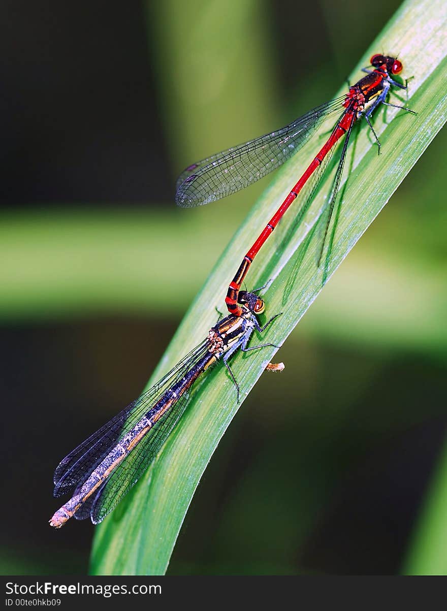 Dragon fly breed on plant in field