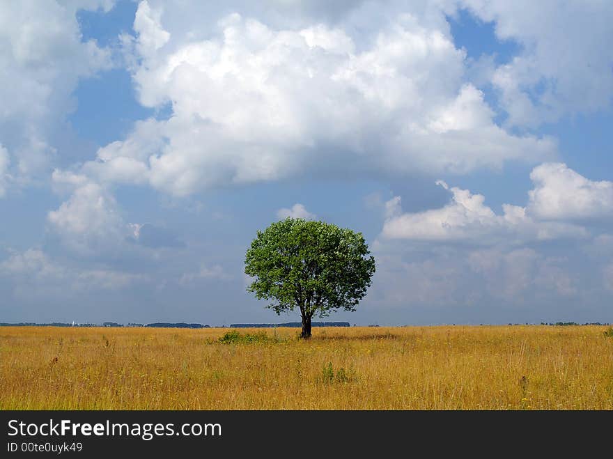 Summer Landscape